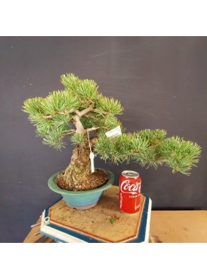 Pinus Pentaphylla 2