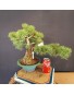 Pinus Pentaphylla 2