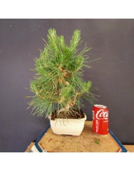 Pinus Tumbergii 10