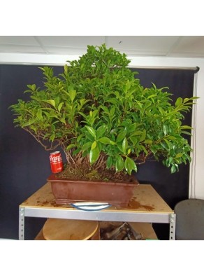 Ficus 1