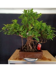 Ficus 4