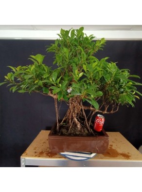 Ficus 4