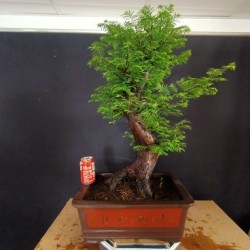 Metasequoia 2
