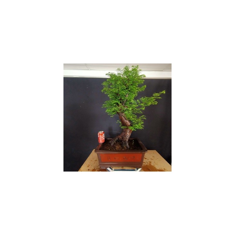 Metasequoia 2
