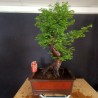 Metasequoia 2