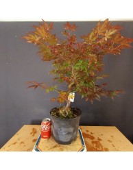 Acer Palmatum atropurpurea 3