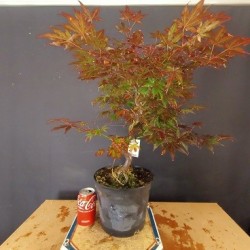 Acer Palmatum atropurpurea 3