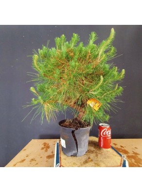 Pinus Halepensis 1