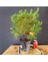 Pinus Halepensis 1