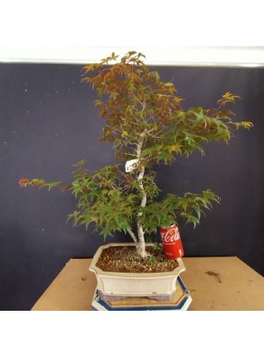 Acer Palmatum Deshojo 2