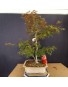 Acer Palmatum Deshojo 2