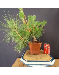 Pinus Tumbergii 7