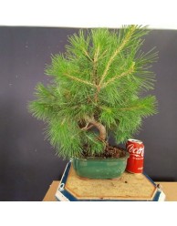 Pinus Halepensis 6