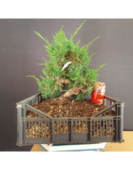 juniperus chinensis kishu 7