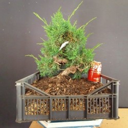 juniperus chinensis kishu 7