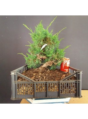 juniperus chinensis kishu 7