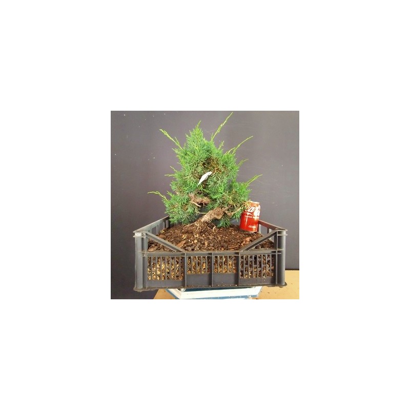 juniperus chinensis kishu 7