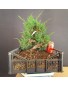 juniperus chinensis kishu 7