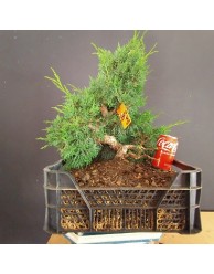 juniperus chinensis kishu 8