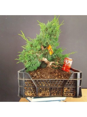 juniperus chinensis kishu 8