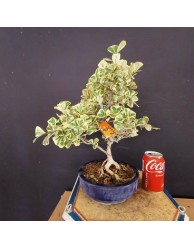Ficus triangularis variegata 2