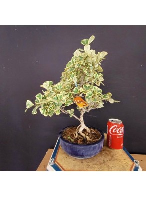 Ficus triangularis variegata 2