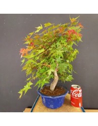 Acer Palmatum chishio 2