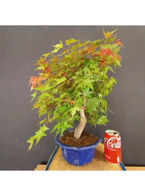 Acer Palmatum chishio 2