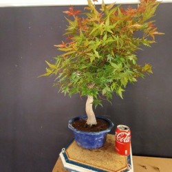 Acer Palmatum chishio 4