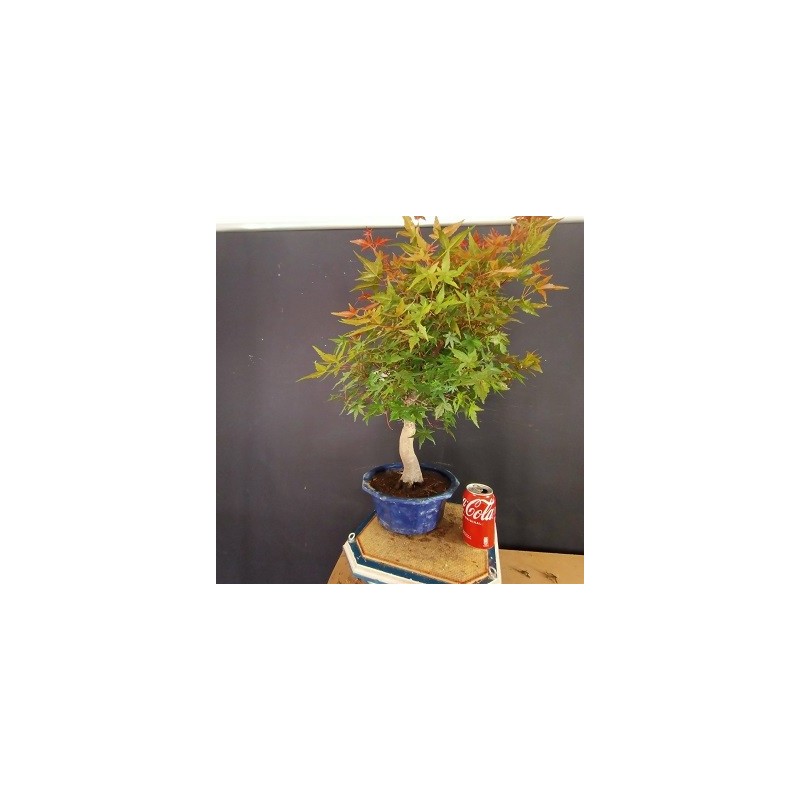 Acer Palmatum chishio 4