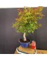 Acer Palmatum chishio 4