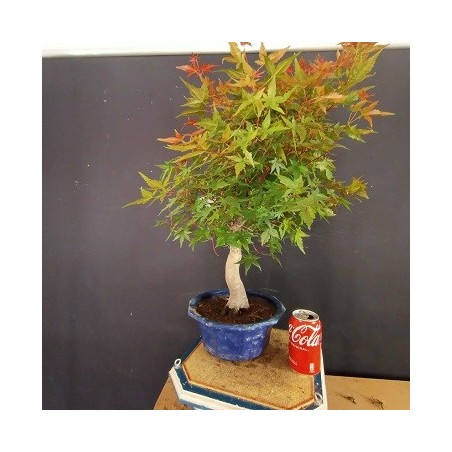 Acer Palmatum chishio 4