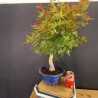 Acer Palmatum chishio 4