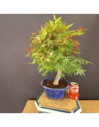 Acer Palmatum chishio 5