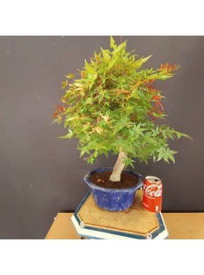 Acer Palmatum chishio 5