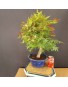 Acer Palmatum chishio 5