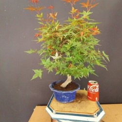 Acer Palmatum chishio 6