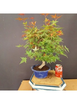 Acer Palmatum chishio 6