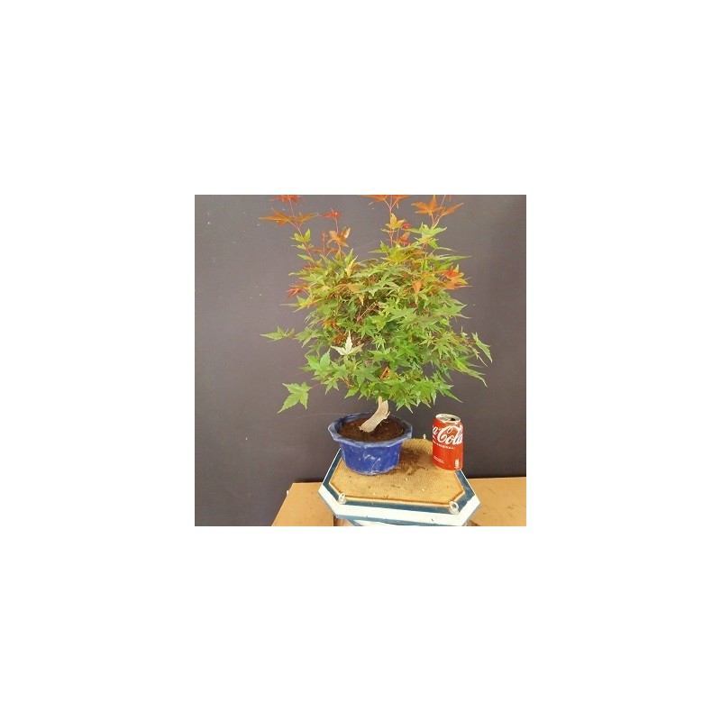 Acer Palmatum chishio 6
