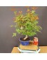 Acer Palmatum chishio 6