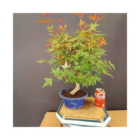Acer Palmatum chishio 6