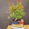 Acer Palmatum chishio 6