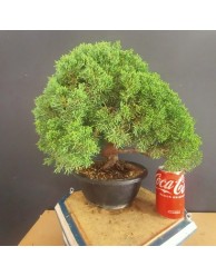 juniperus chinensis kishu 1