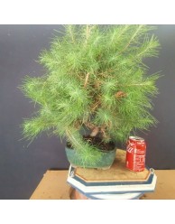 Pinus Halepensis 2