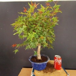 Acer Palmatum chishio 1