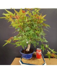 Acer Palmatum chishio 3