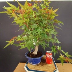 Acer Palmatum chishio 3