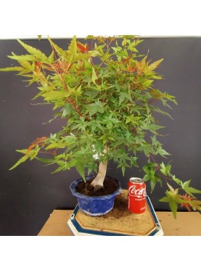 Acer Palmatum chishio 3 Acer Palmatum chishio 3