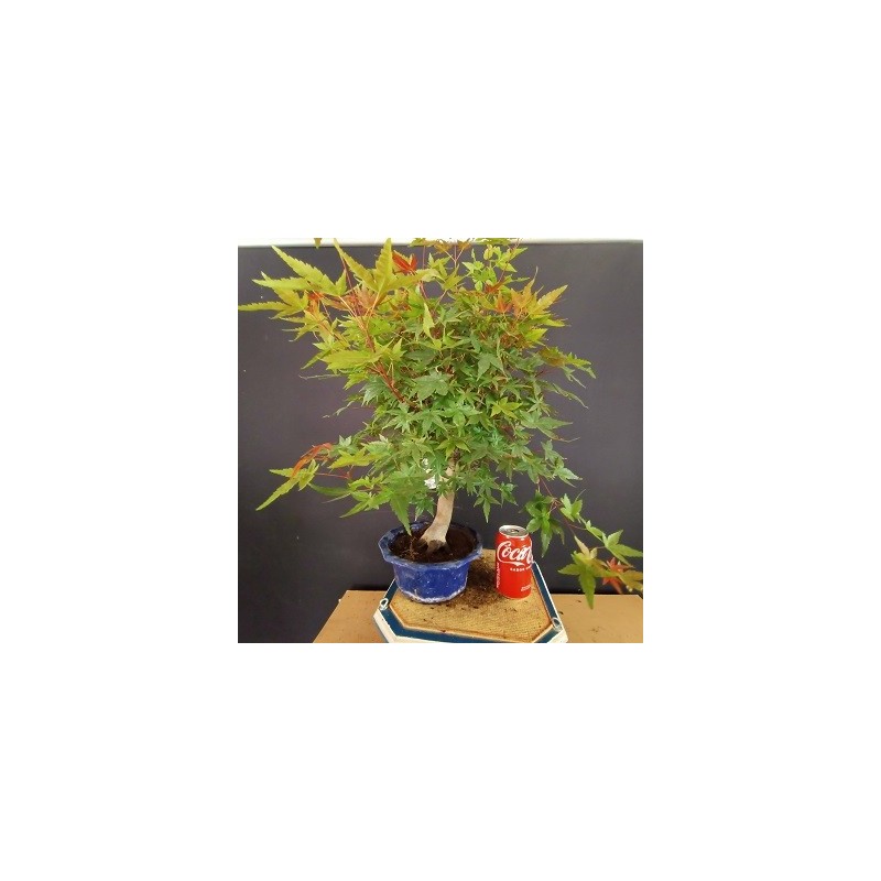 Acer Palmatum chishio 3