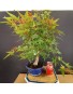 Acer Palmatum chishio 3